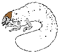 Drawing of JB Grub