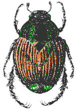 Colorized Drawing of Japanese Beetle